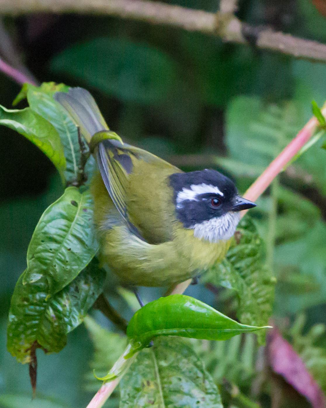 Sooty-capped Chlorospingus Photo by Kevin Berkoff