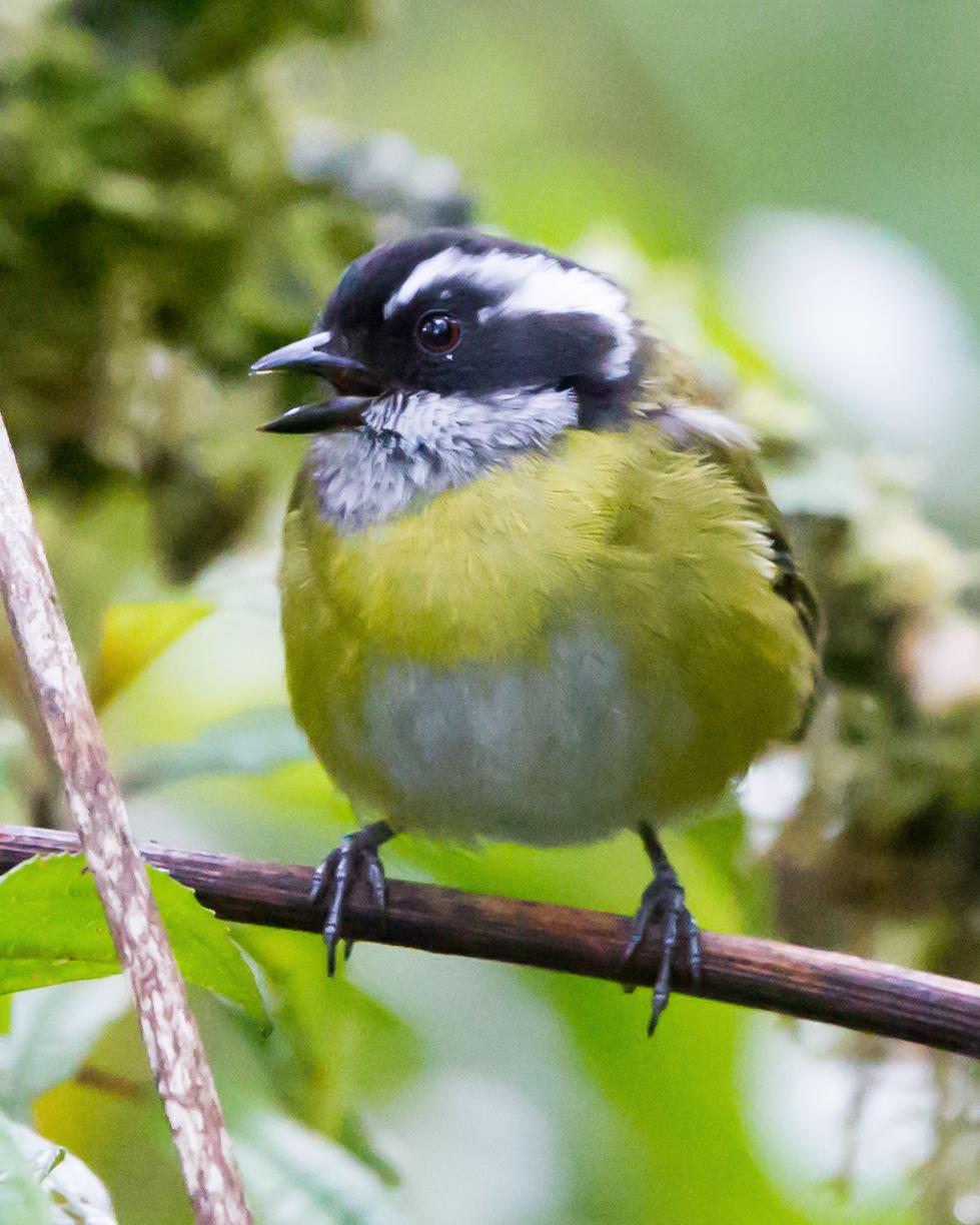 Sooty-capped Chlorospingus Photo by Kevin Berkoff