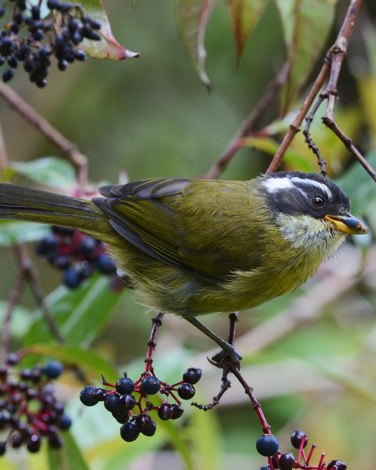 Sooty-capped Chlorospingus Photo by David Hollie