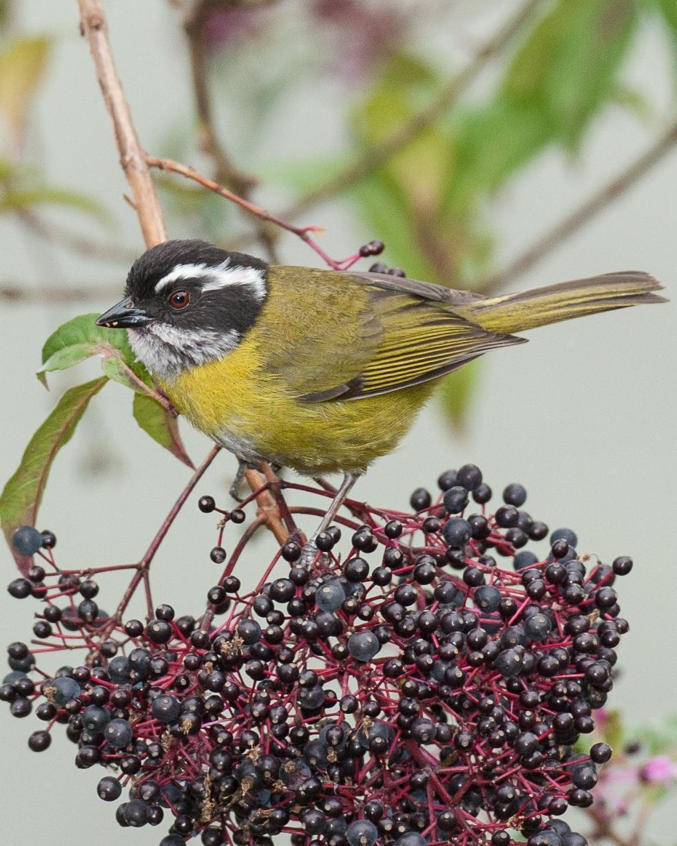 Sooty-capped Chlorospingus Photo by Robert Lewis