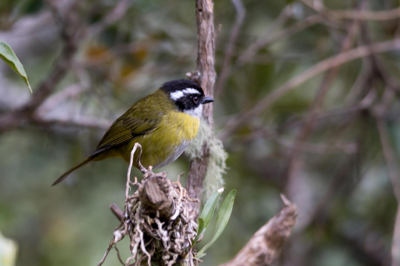 Sooty-capped Chlorospingus Photo by Gerald Hoekstra