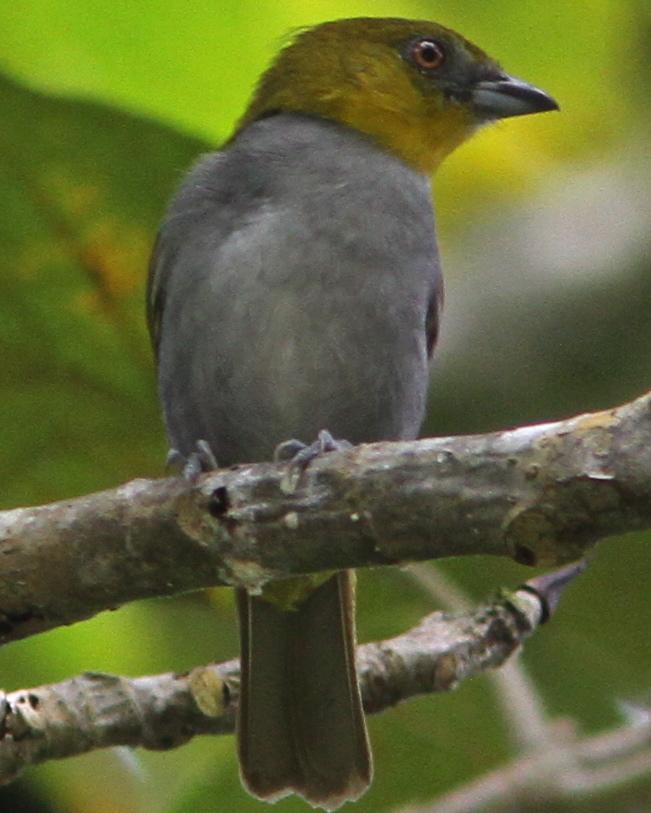 Yellow-throated Chlorospingus Photo by Marcelo Padua