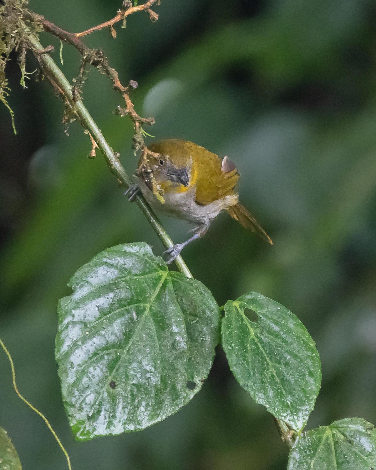 Yellow-throated Chlorospingus Photo by Denis Rivard