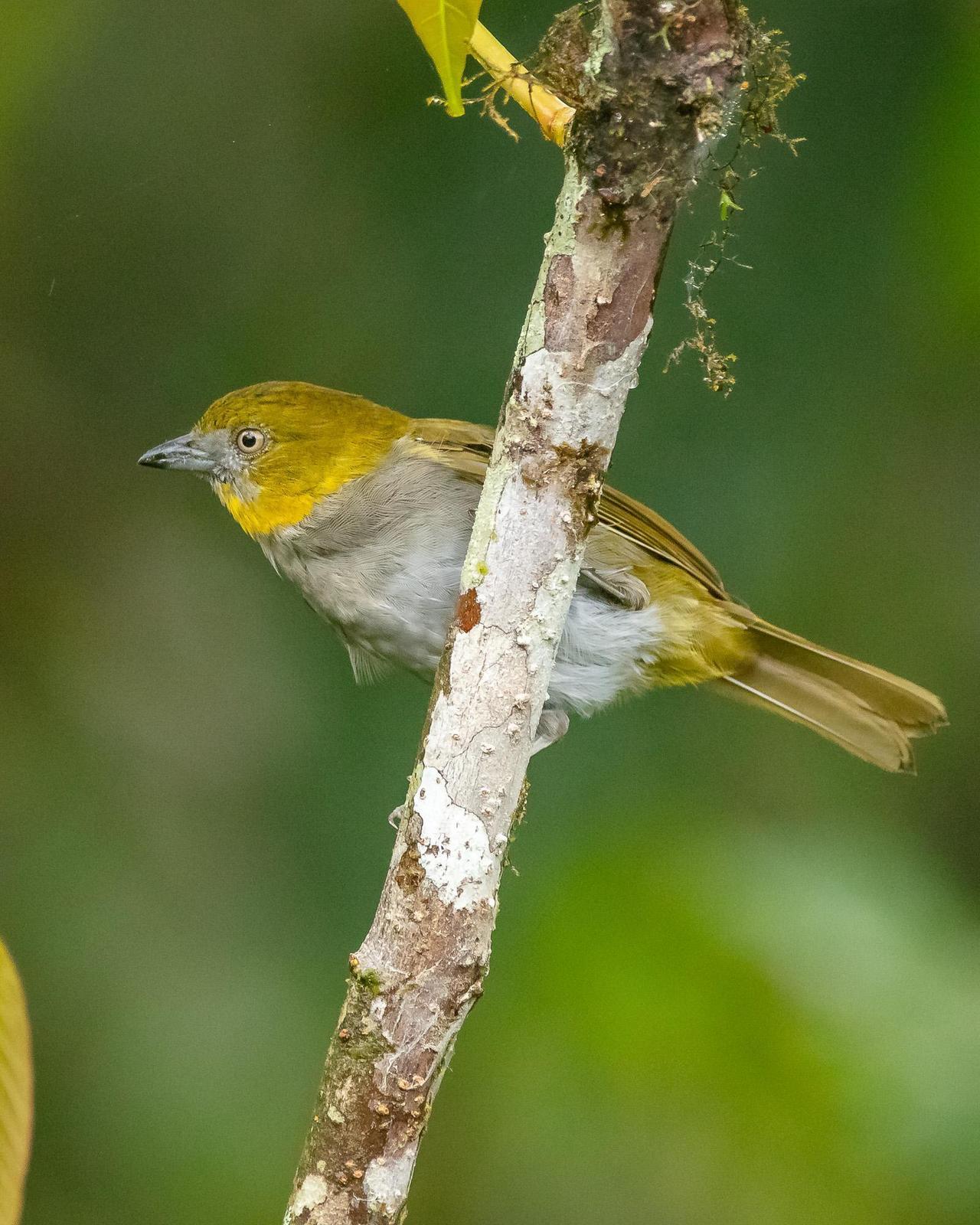 Yellow-throated Chlorospingus Photo by Denis Rivard