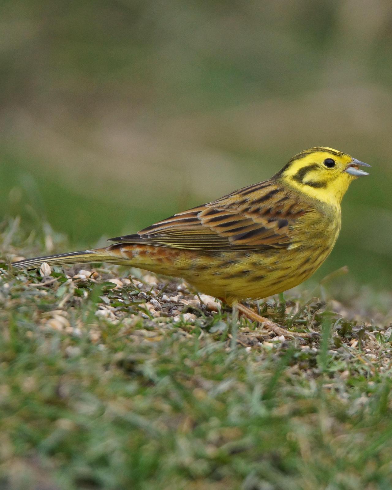 Yellowhammer Photo by Steve Percival