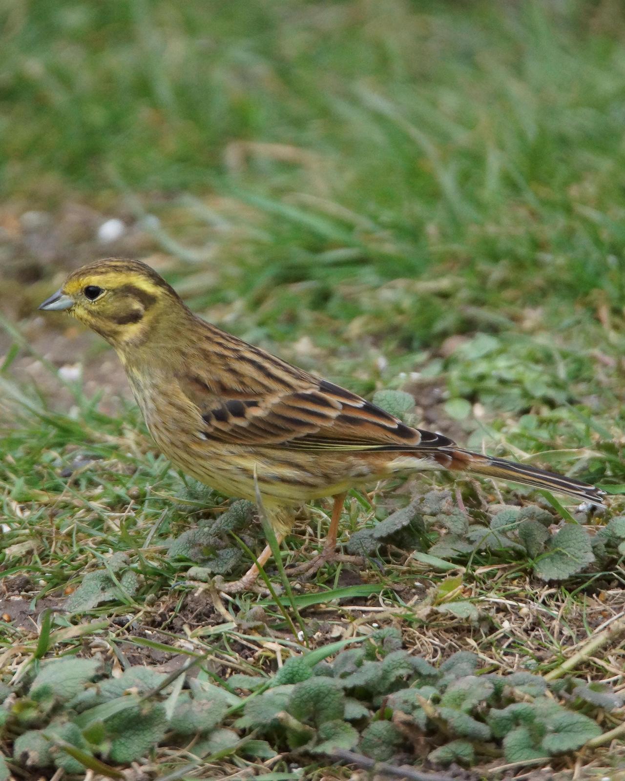 Yellowhammer Photo by Steve Percival