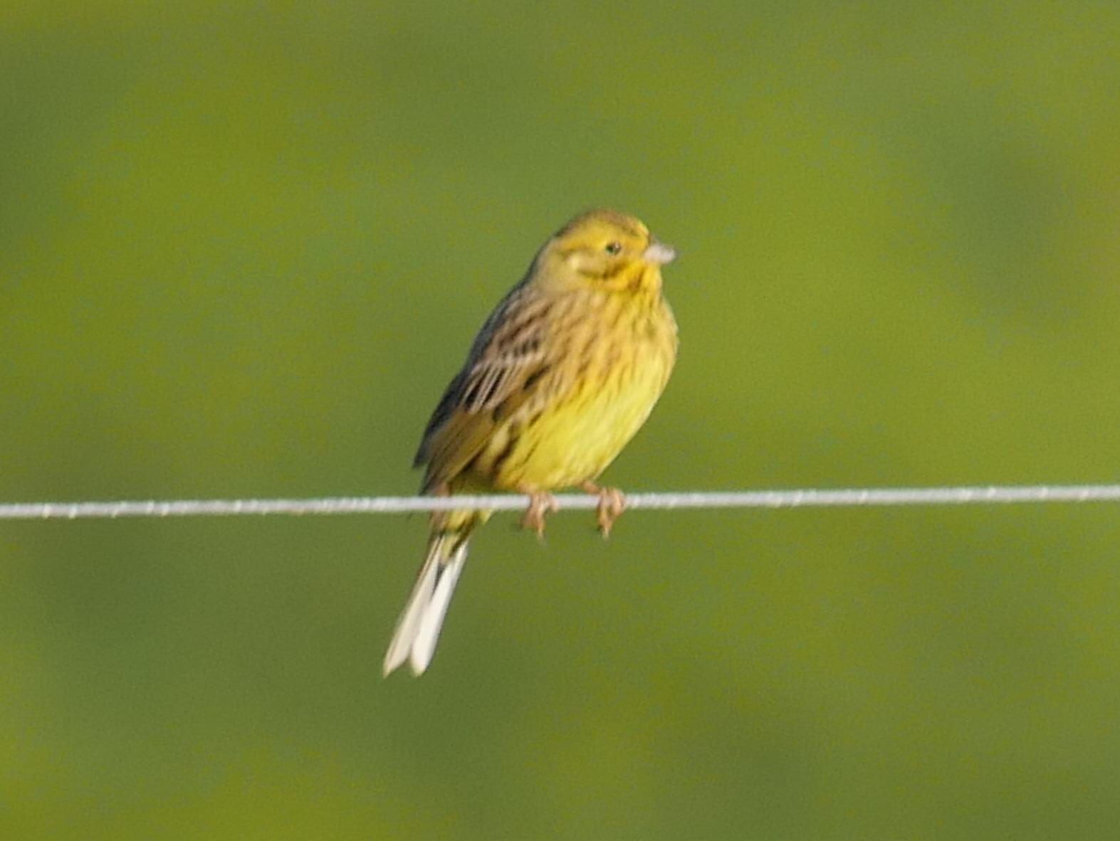 Yellowhammer Photo by Peter Lowe