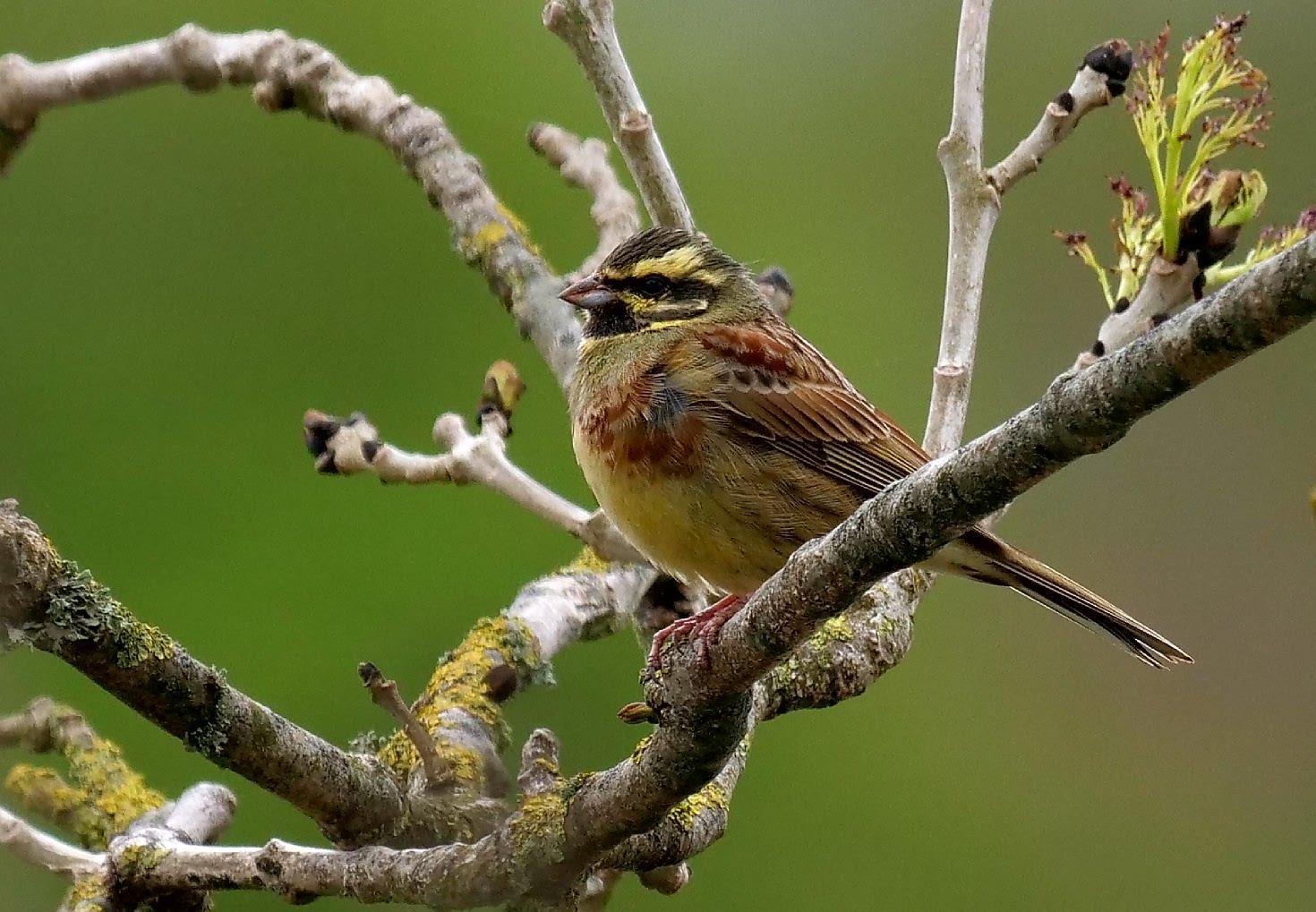 Cirl Bunting Photo by Peter Edmonds