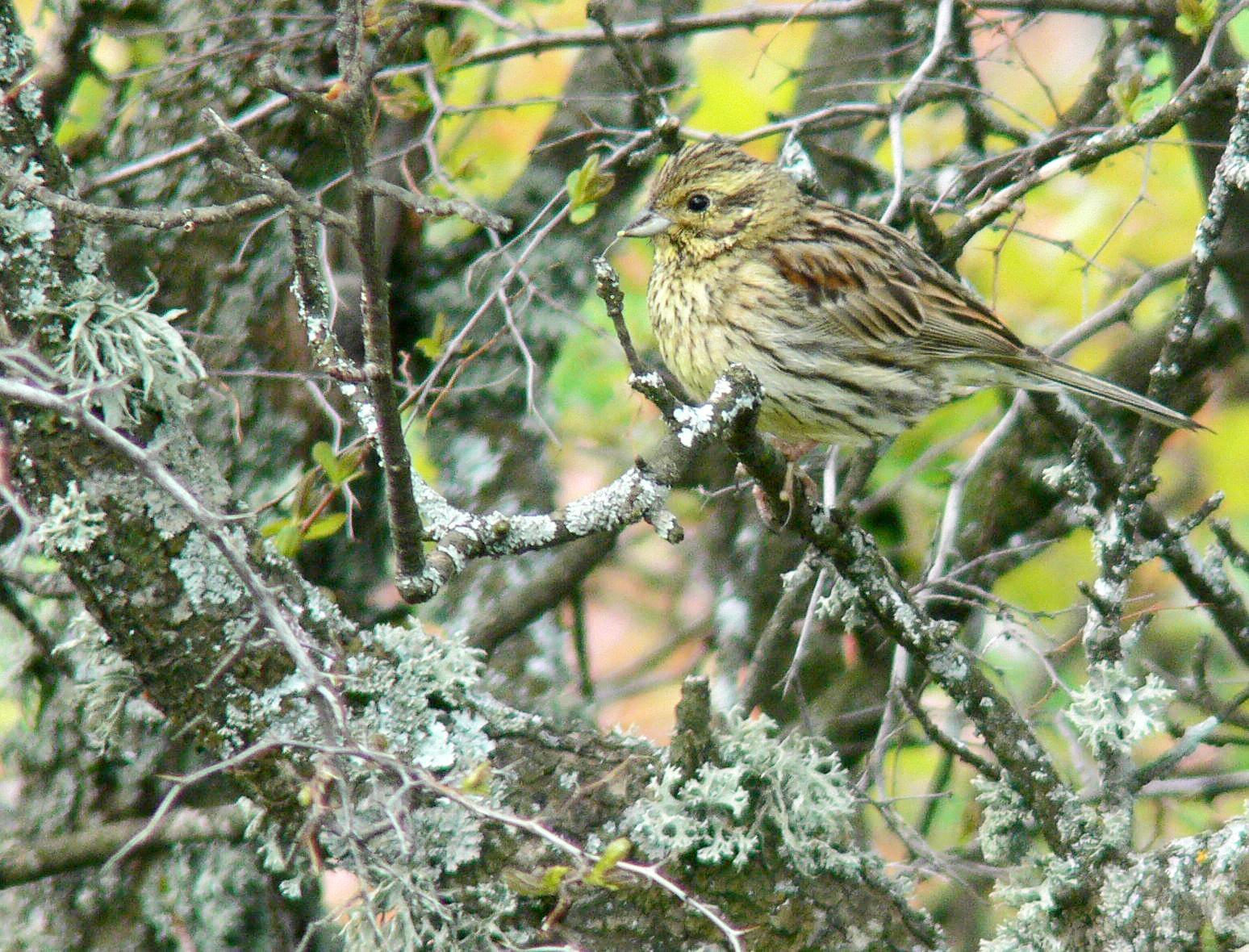 Cirl Bunting Photo by Steven Mlodinow