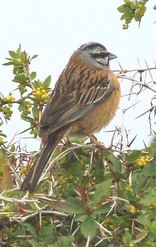 Rock Bunting Photo by Lee Harding