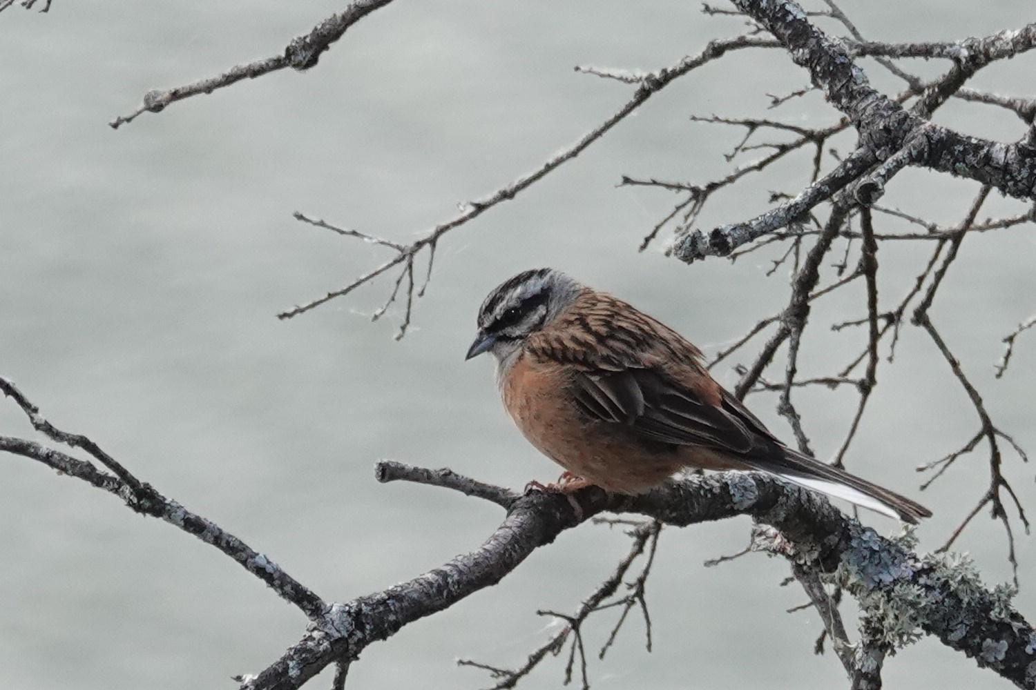 Rock Bunting Photo by Bonnie Clarfield-Bylin