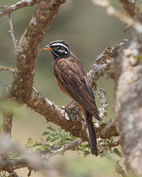 Cinnamon-breasted Bunting Photo by Jack Jeffrey