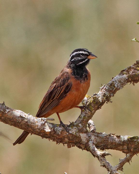 Cinnamon-breasted Bunting Photo by Jack Jeffrey