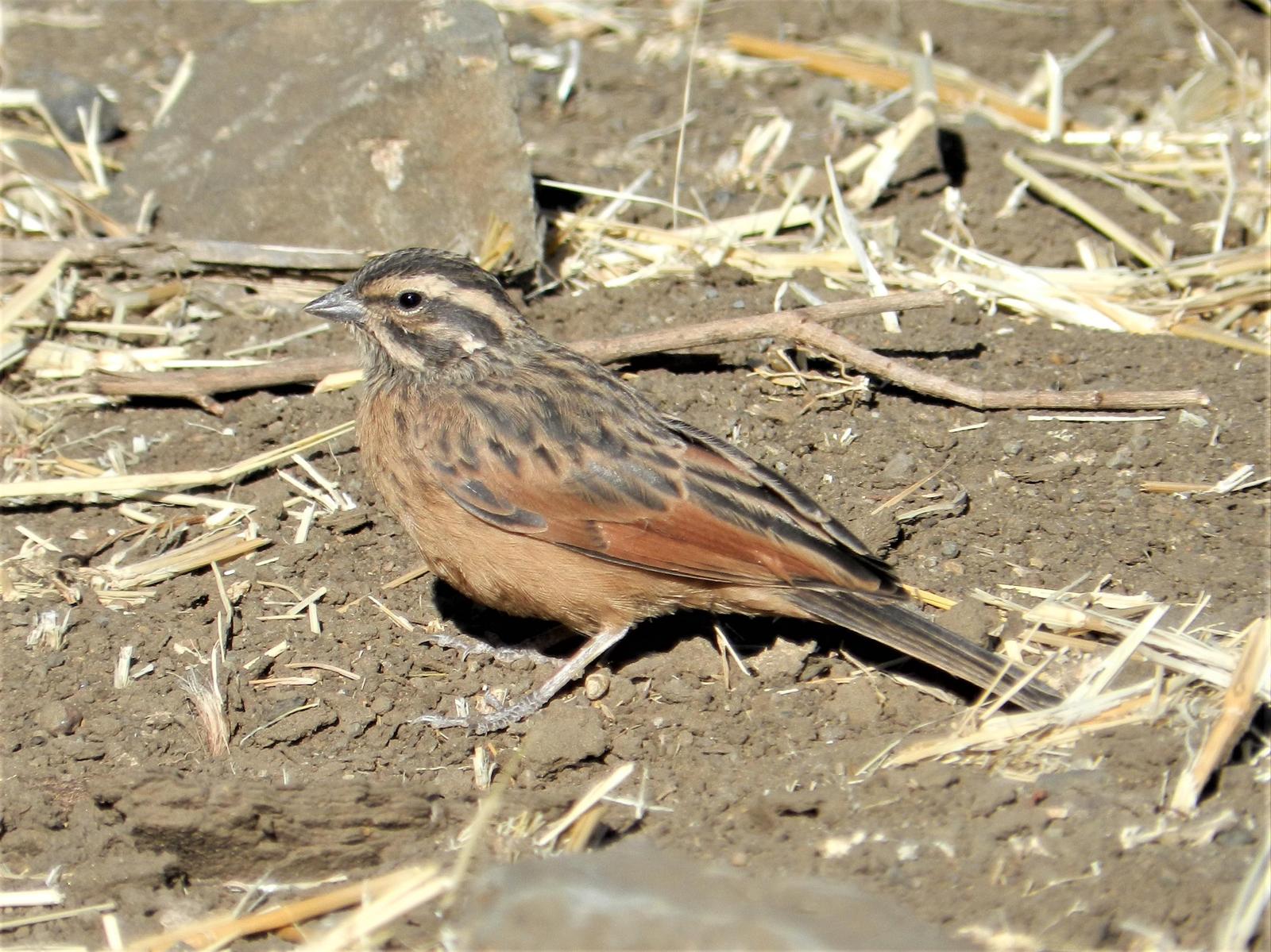 Cinnamon-breasted Bunting Photo by Richard Jeffers
