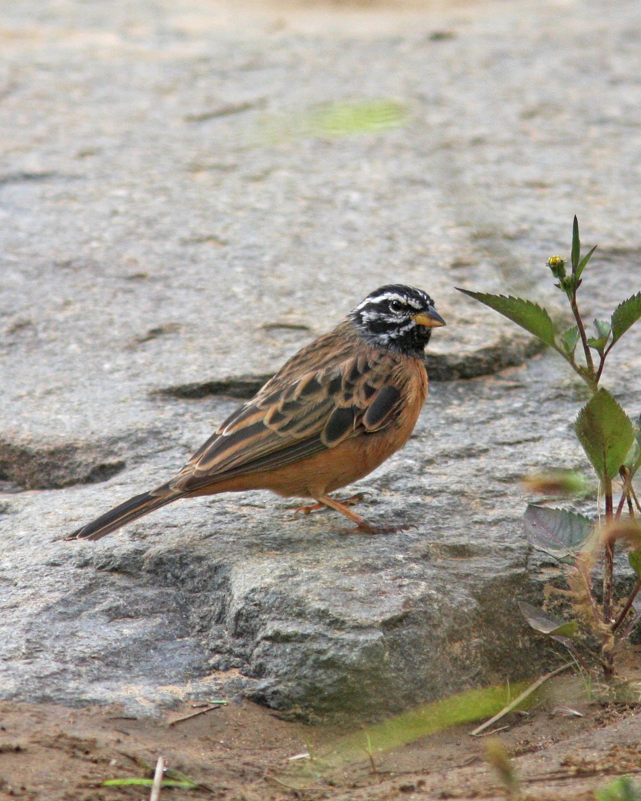 Cinnamon-breasted Bunting Photo by Henk Baptist