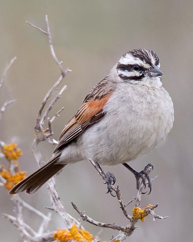 Cape Bunting Photo by Robert Lewis