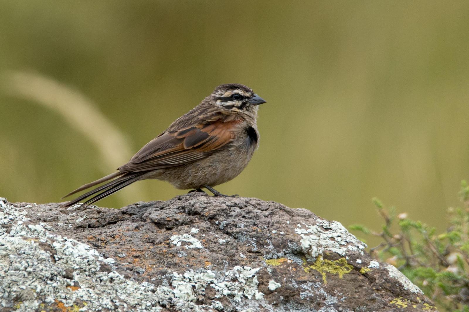 Cape Bunting Photo by Gerald Hoekstra