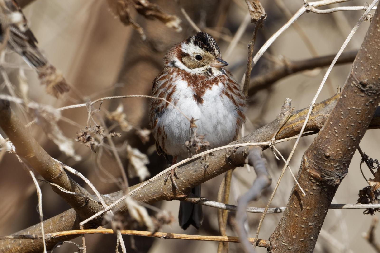Rustic Bunting Photo by Robert Cousins