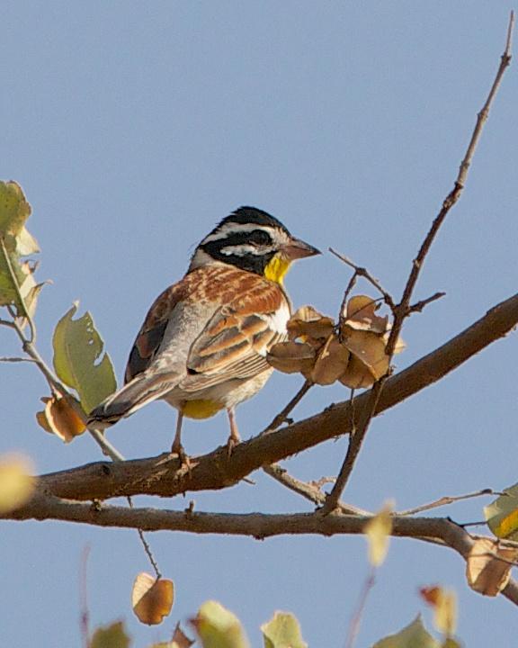 Golden-breasted Bunting Photo by Denis Rivard