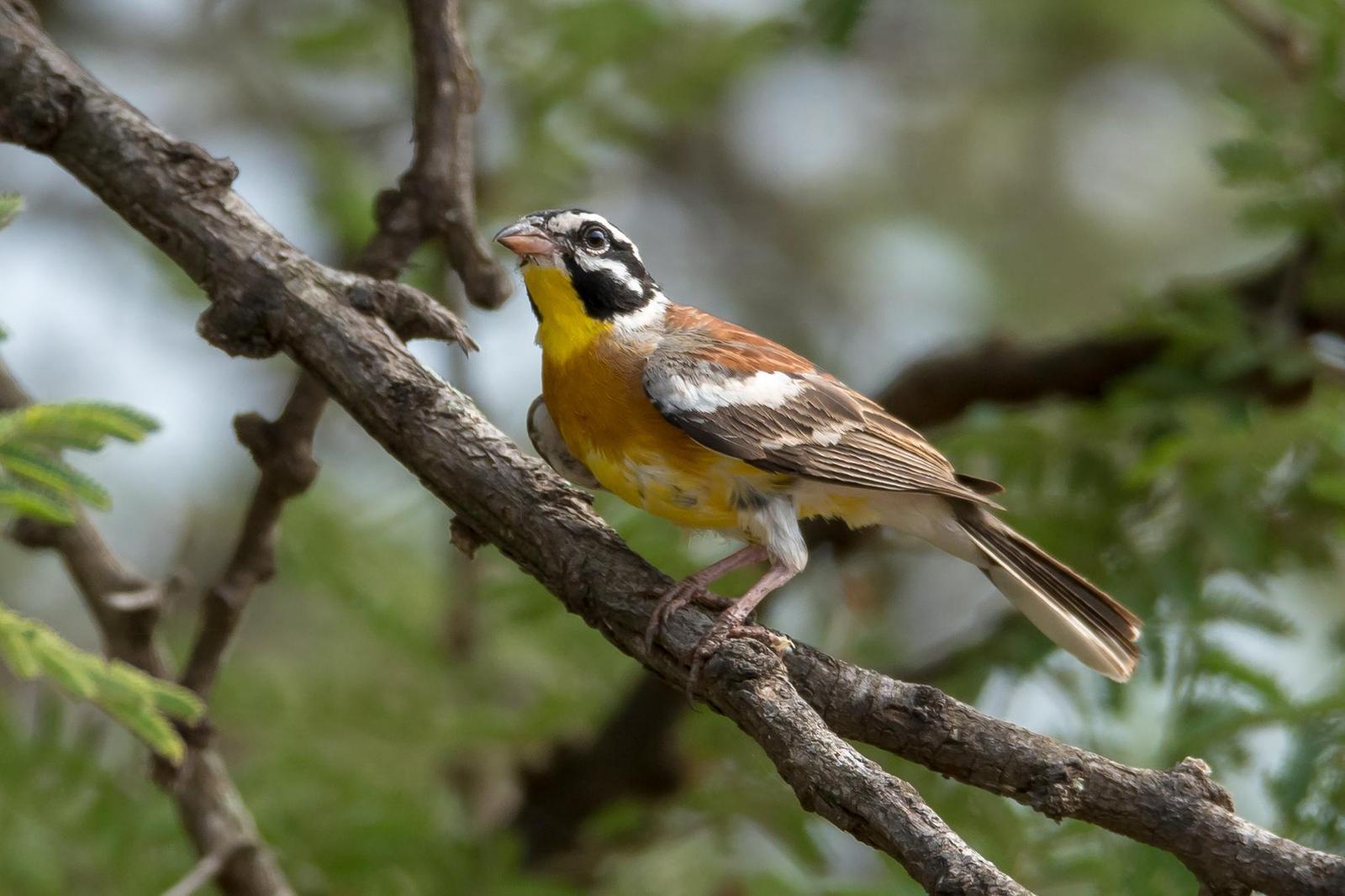 Golden-breasted Bunting Photo by Gerald Hoekstra