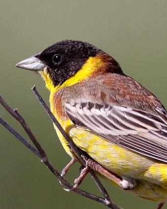 Black-headed Bunting Photo by Stephen Daly