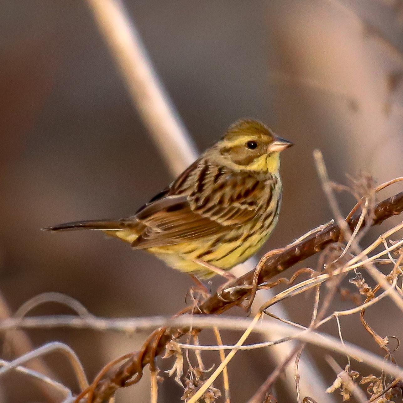 Black-faced Bunting Photo by Kevin Moore