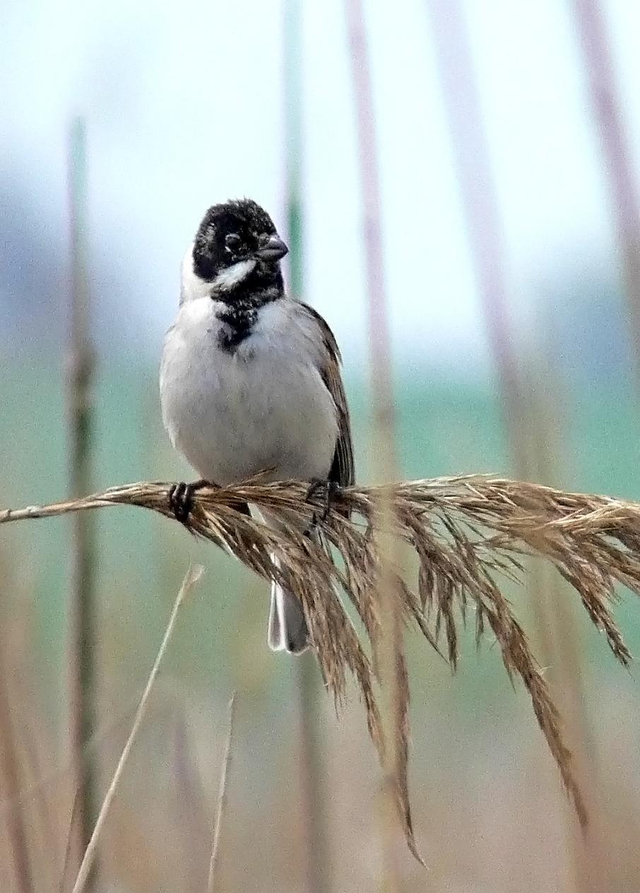 Reed Bunting Photo by Steven Mlodinow