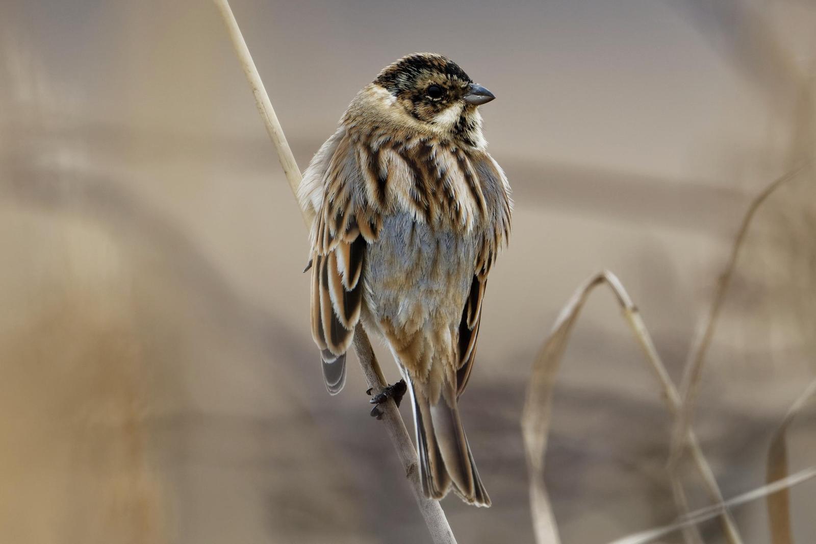 Reed Bunting Photo by Robert Cousins