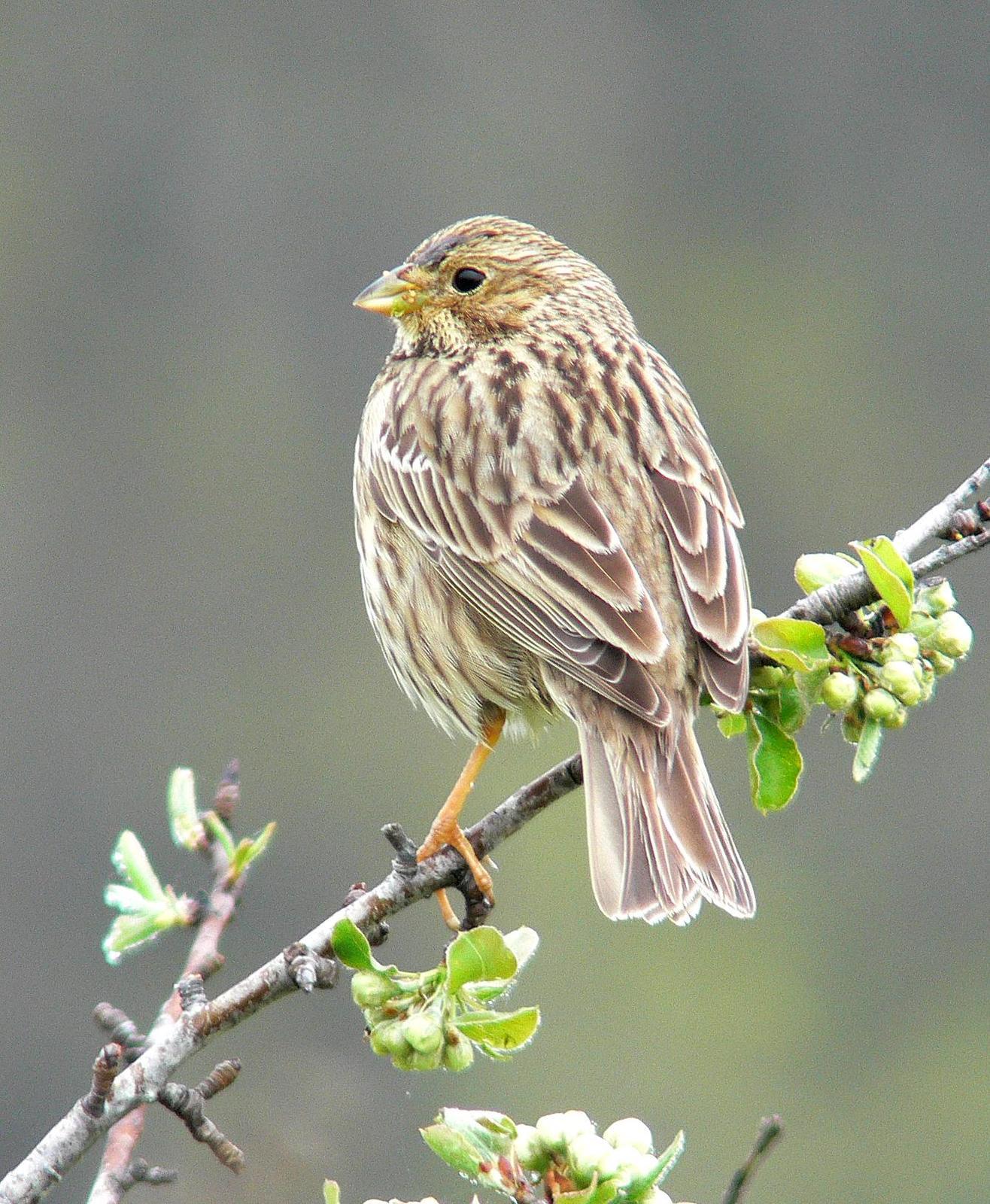 Corn Bunting Photo by Steven Mlodinow