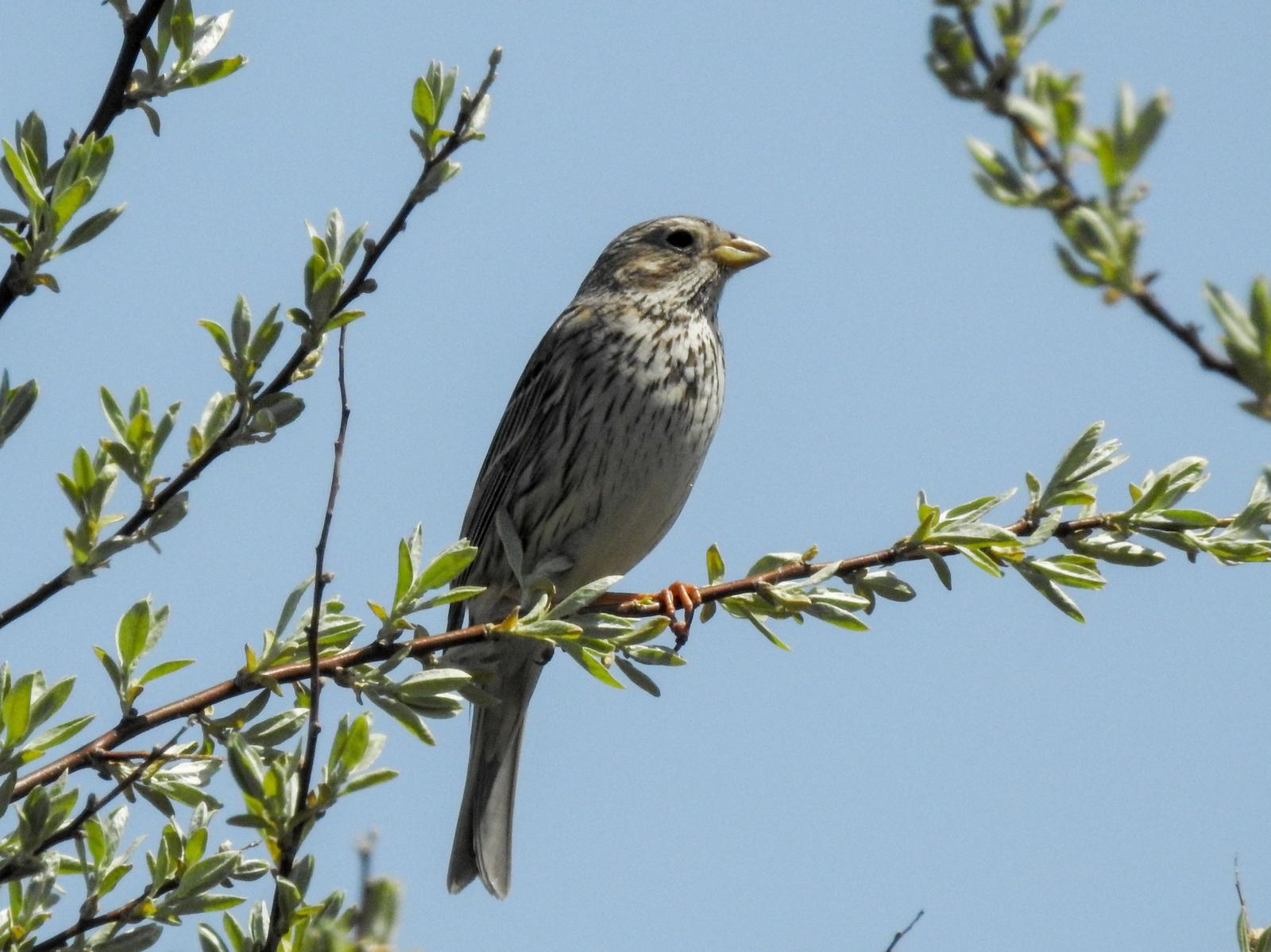 Corn Bunting Photo by African Googre