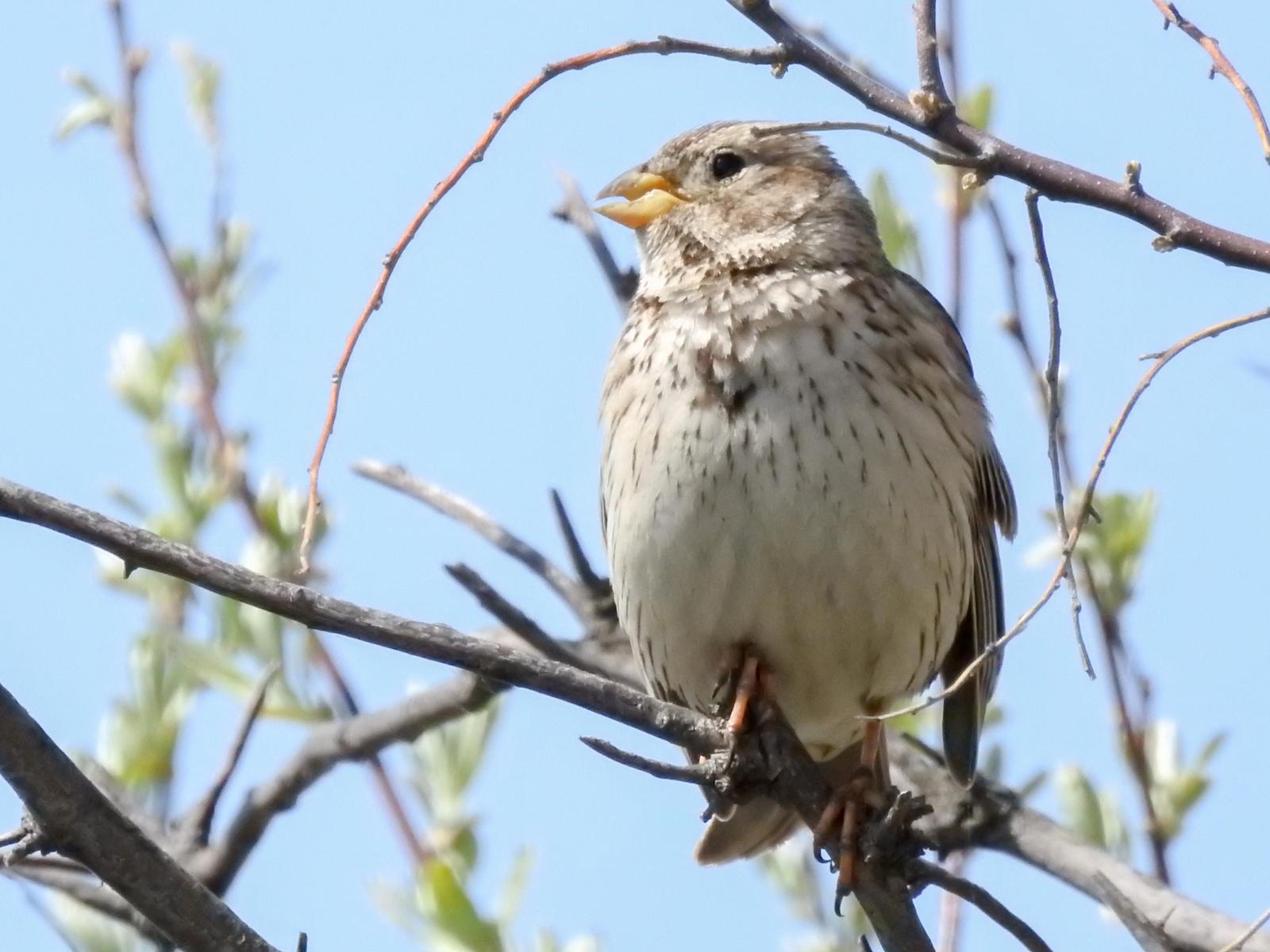 Corn Bunting Photo by African Googre