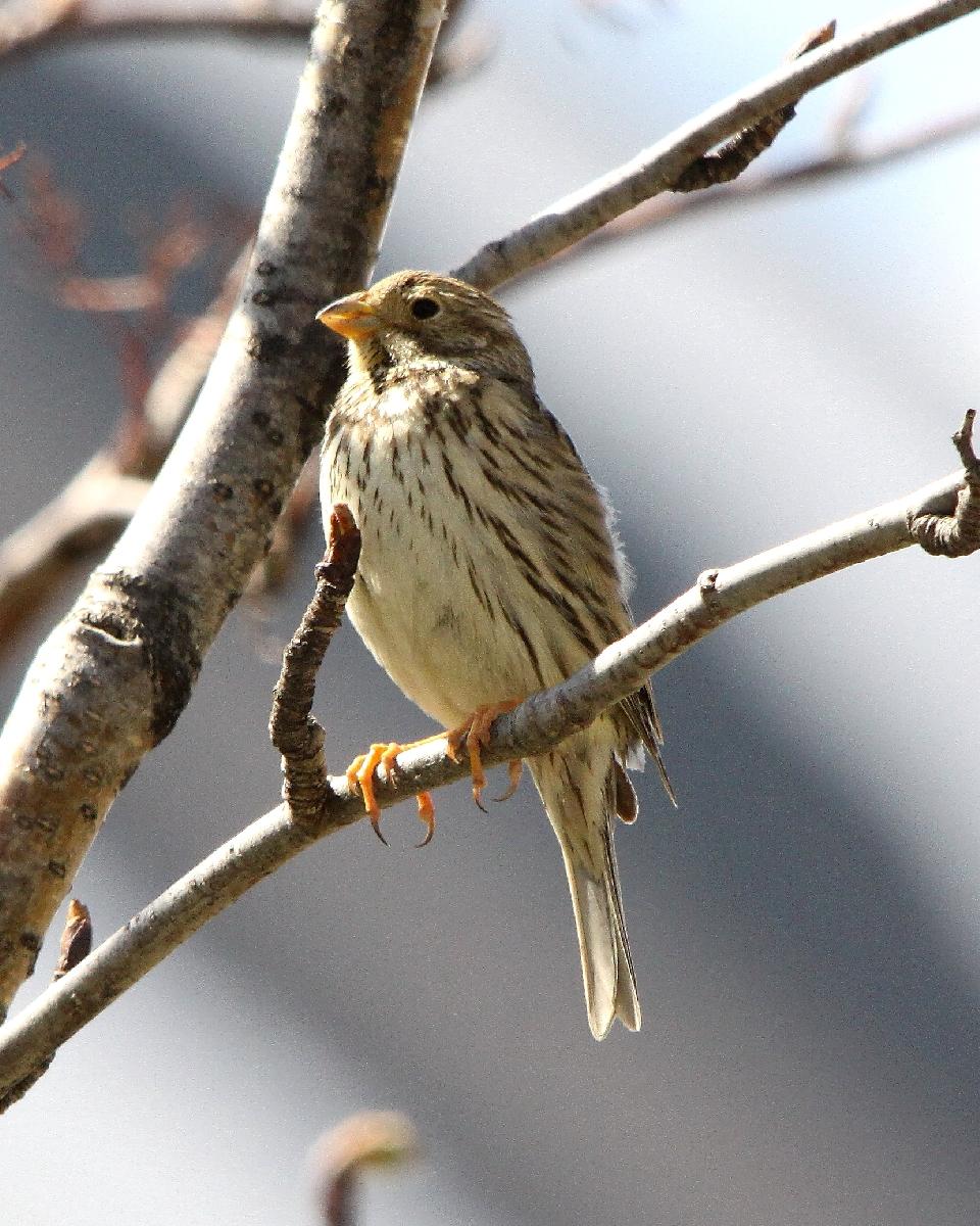 Corn Bunting Photo by Chris Lansdell