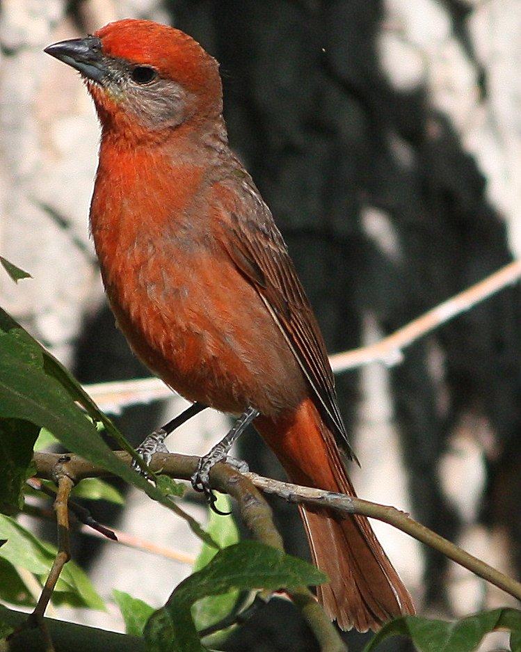 Hepatic Tanager Photo by Andrew Core