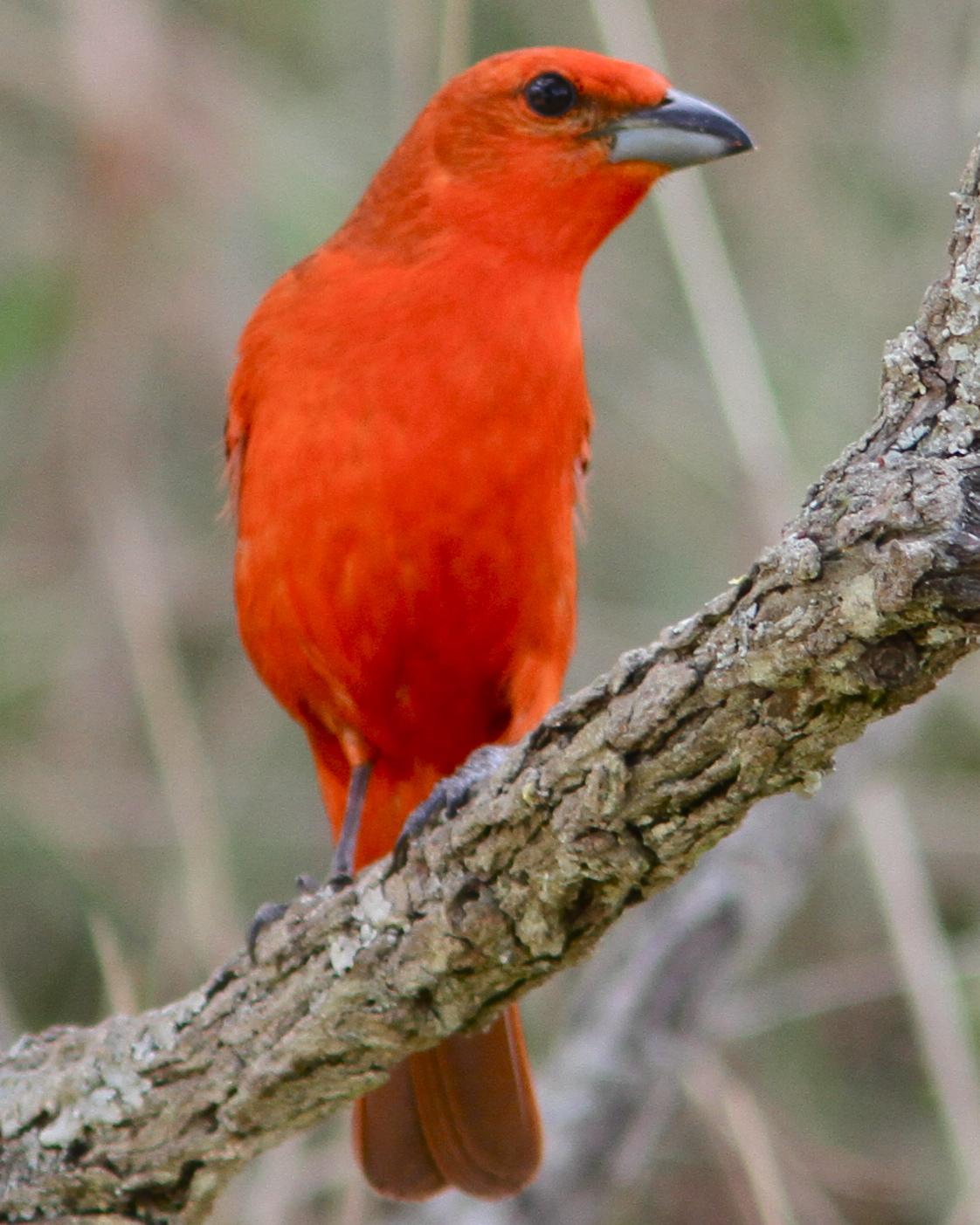 Hepatic Tanager Photo by Marcelo Padua