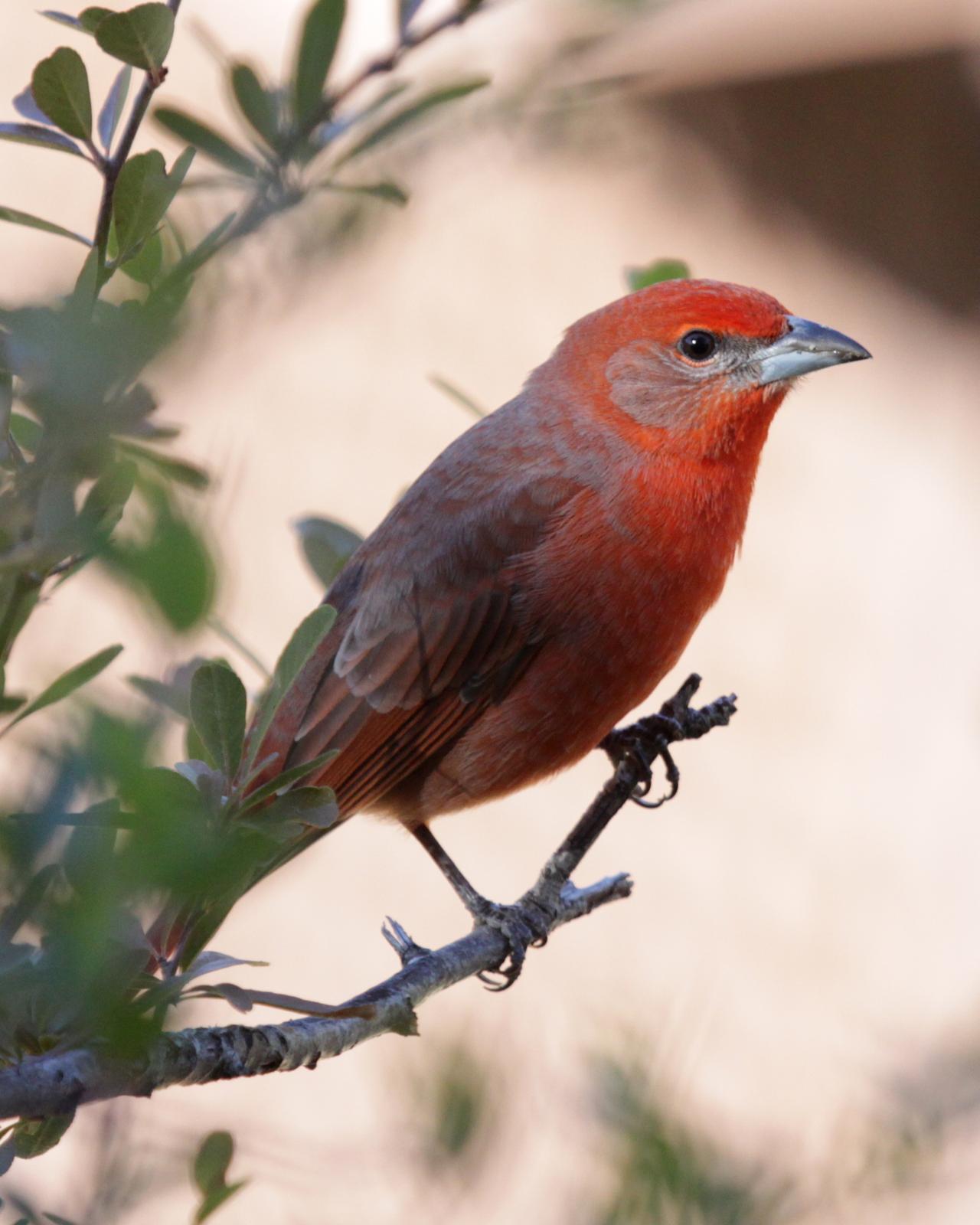 Hepatic Tanager Photo by Matthew Grube