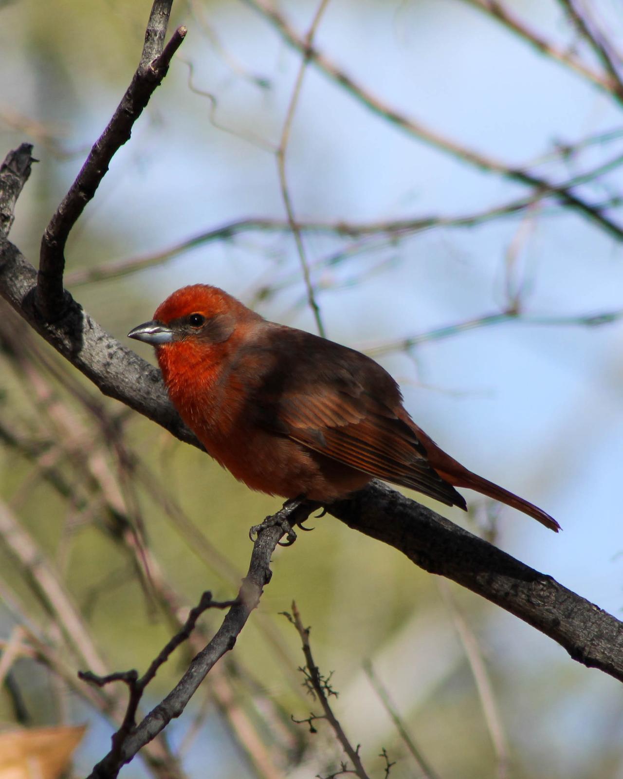 Hepatic Tanager Photo by Roy Morris