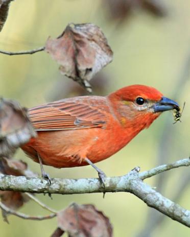 Hepatic Tanager Photo by Rene Valdes