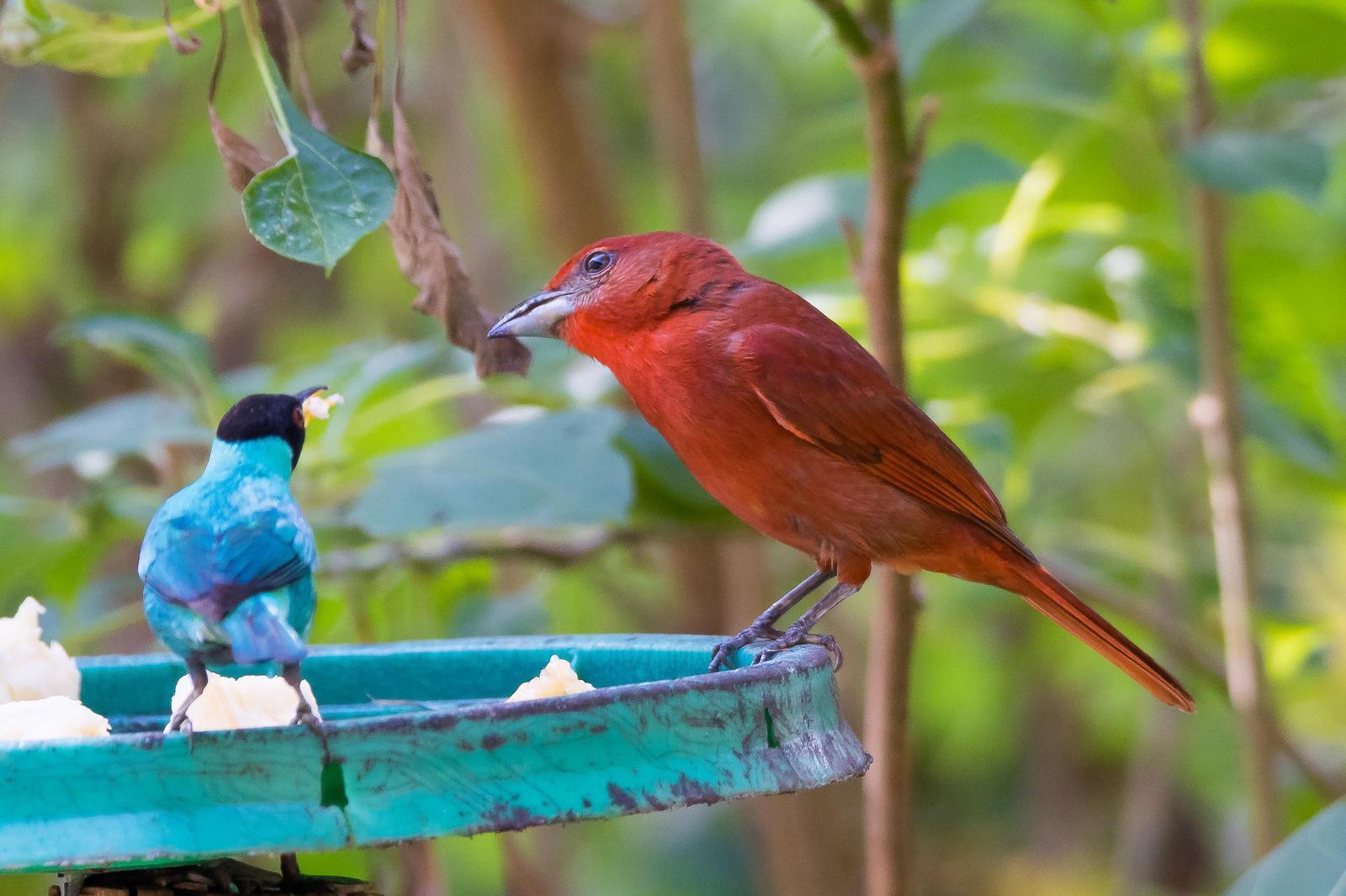 Hepatic Tanager Photo by Gerald Hoekstra