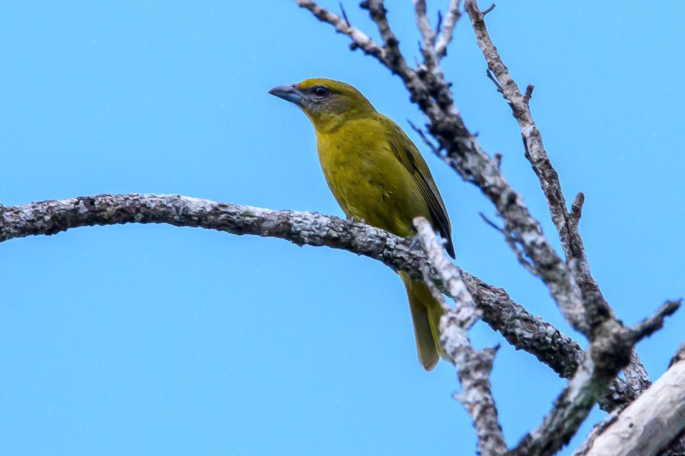 Hepatic Tanager Photo by Gerald Hoekstra