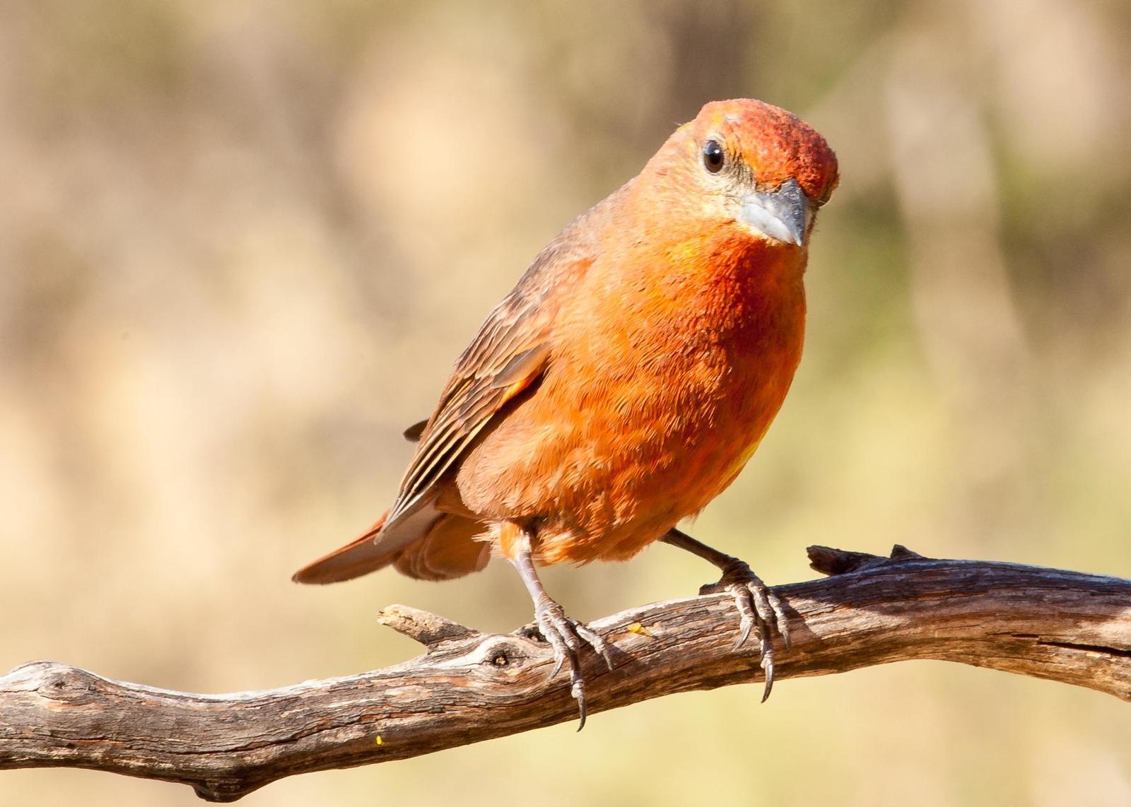 Hepatic Tanager Photo by Mason Rose
