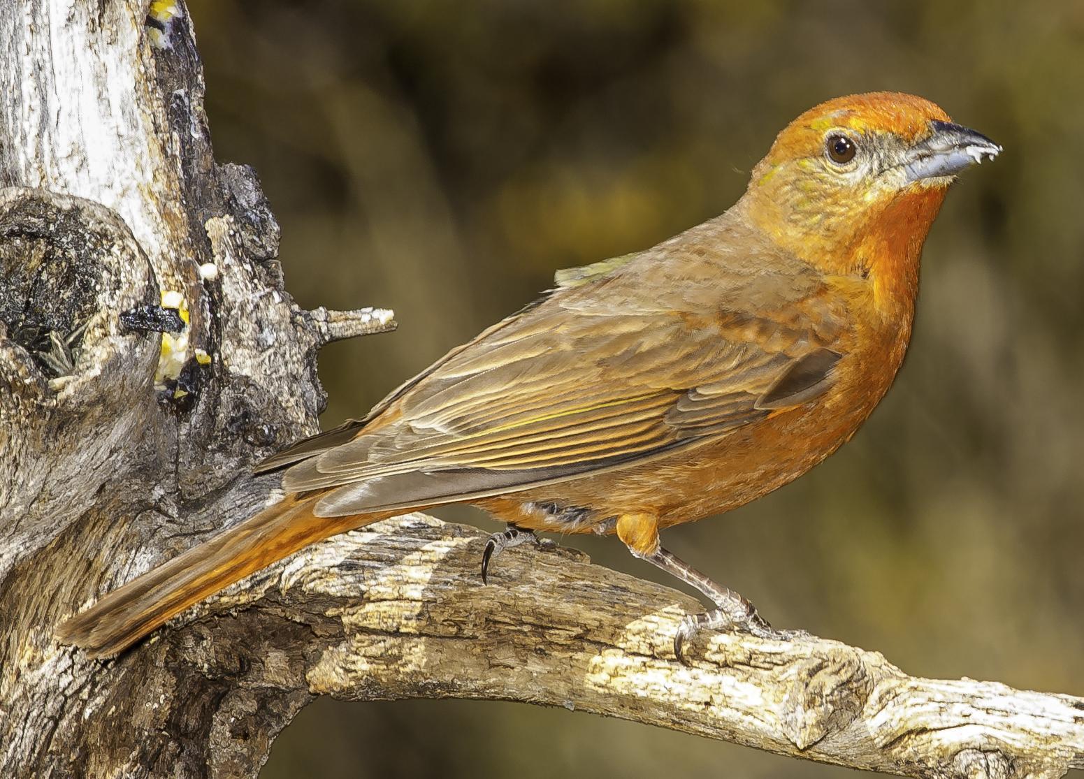 Hepatic Tanager Photo by Mason Rose