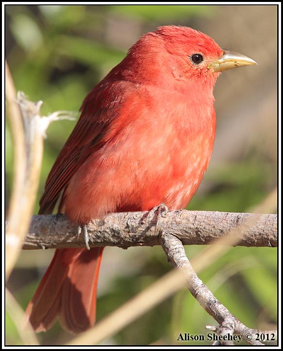 Summer Tanager Photo by Alison Sheehey