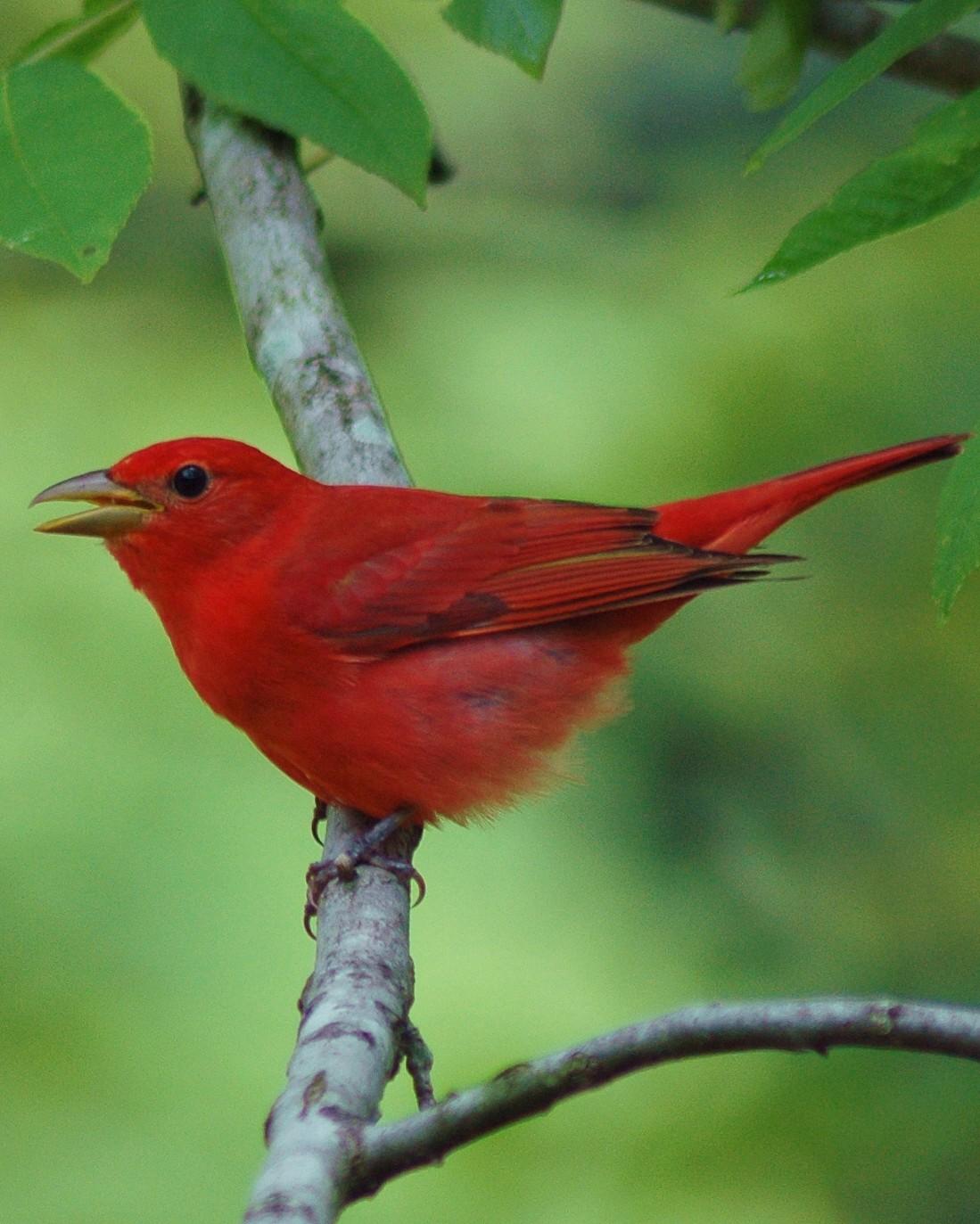 Summer Tanager Photo by David Hollie