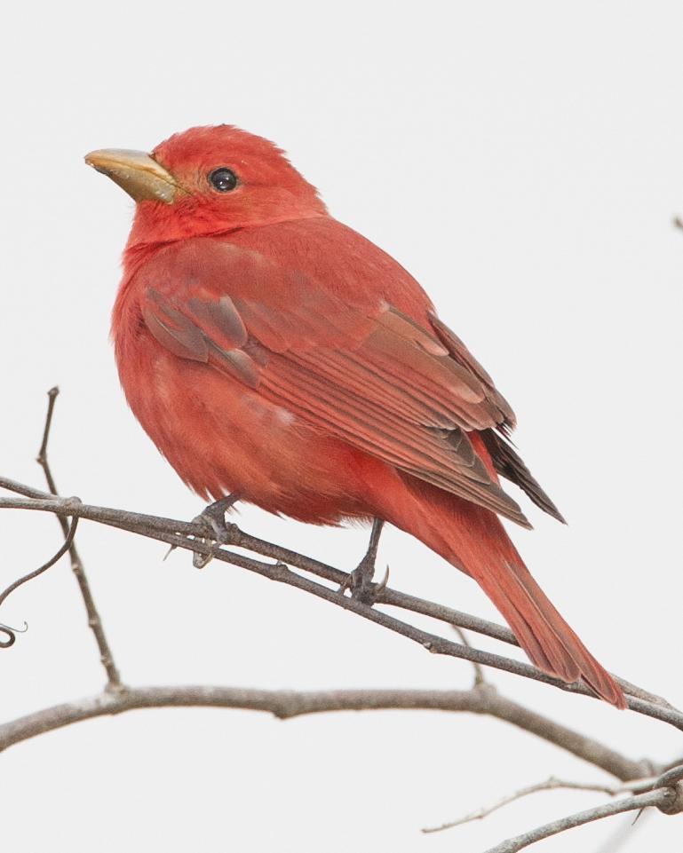 Summer Tanager Photo by Jeff Moore