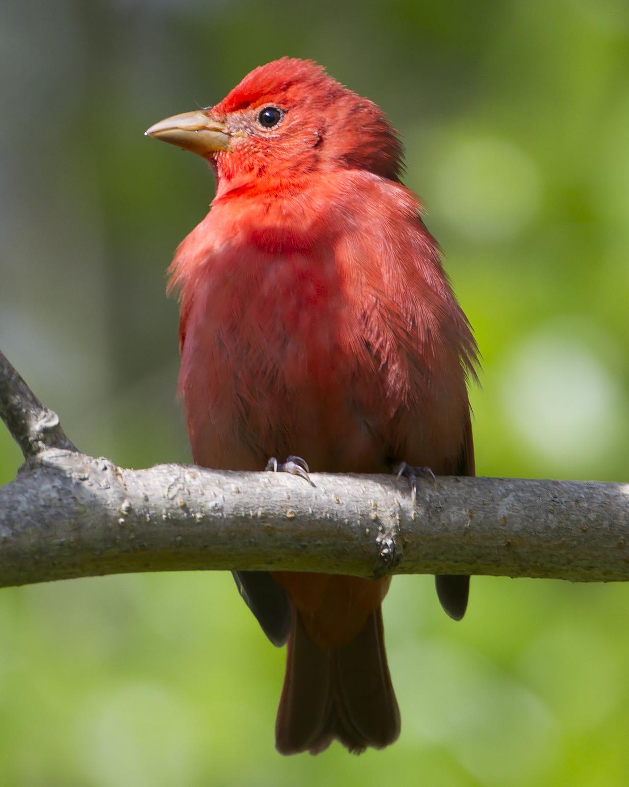 Summer Tanager Photo by Bill Adams