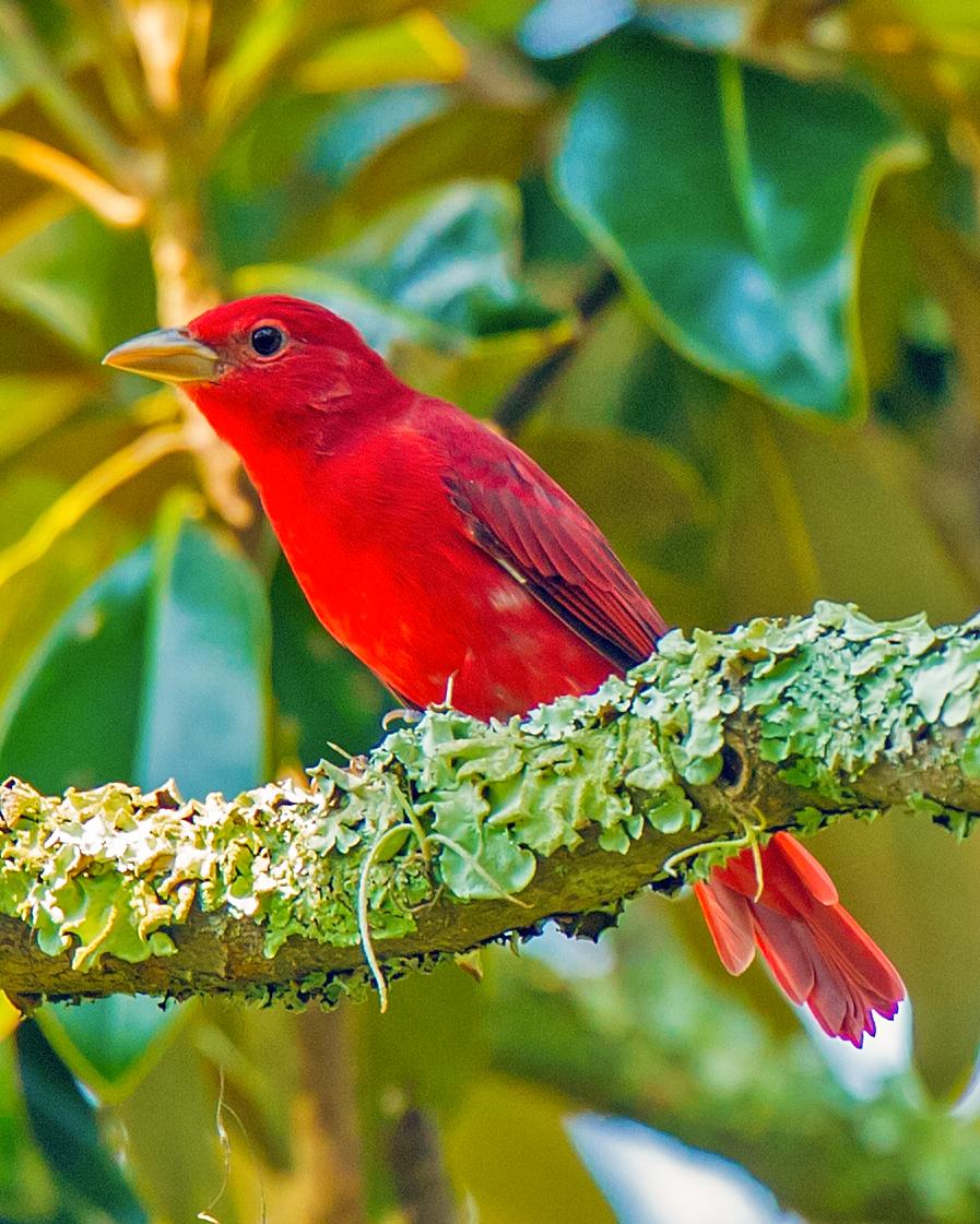 Summer Tanager Photo by JC Knoll