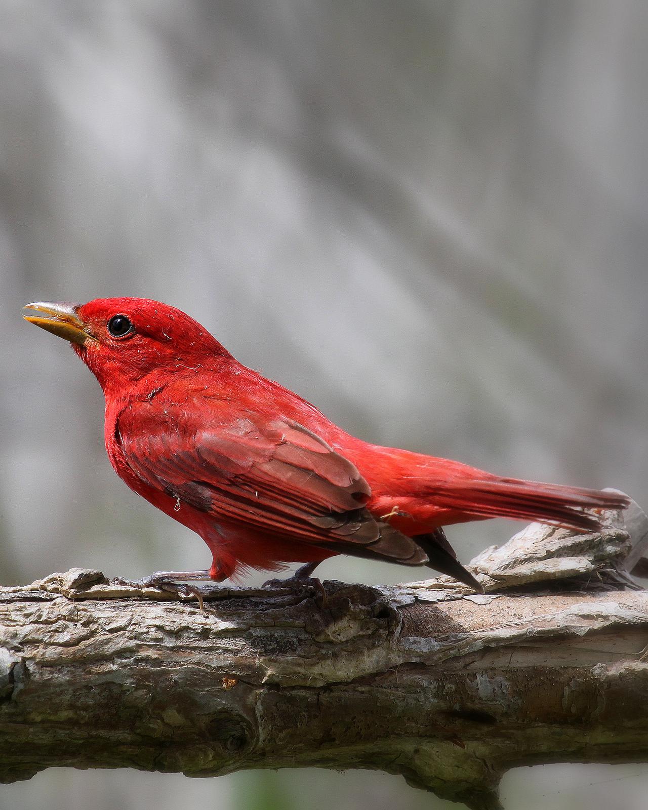 Summer Tanager Photo by Isaac Sanchez