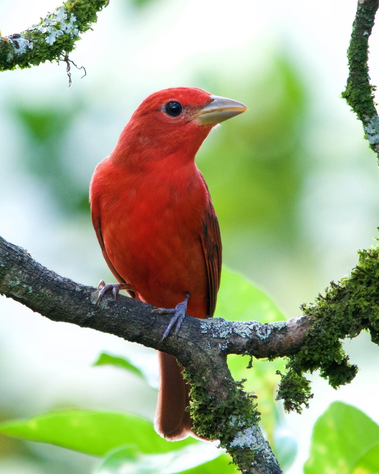 Summer Tanager Photo by Denis Rivard