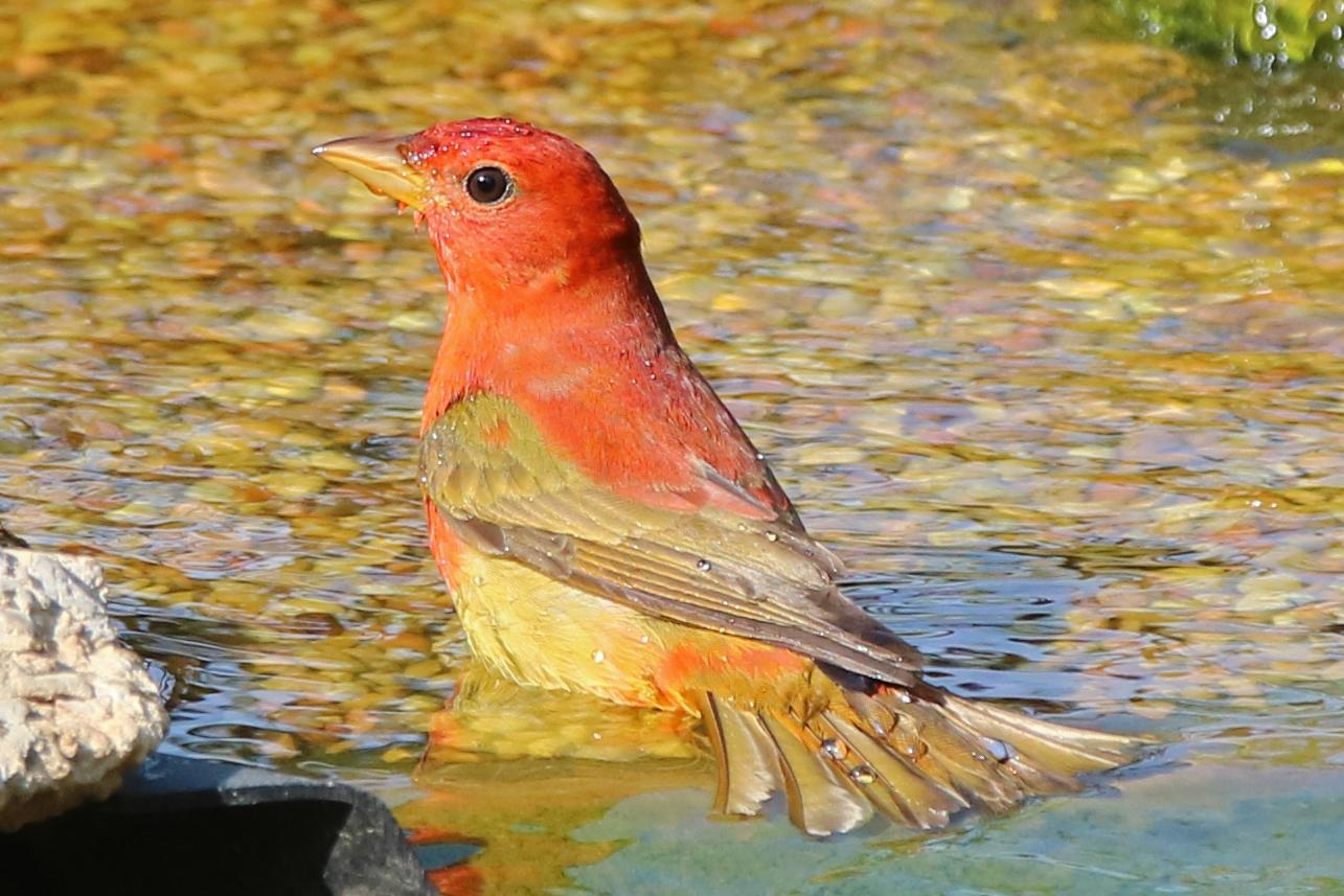 Summer Tanager Photo by Kristy Baker