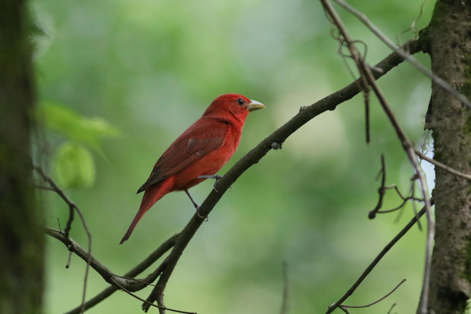 Summer Tanager Photo by Tom Ford-Hutchinson